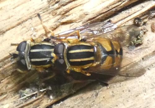 Helophilus pendulus